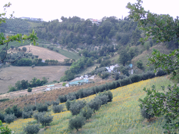 Panoramica azienda con girasoli